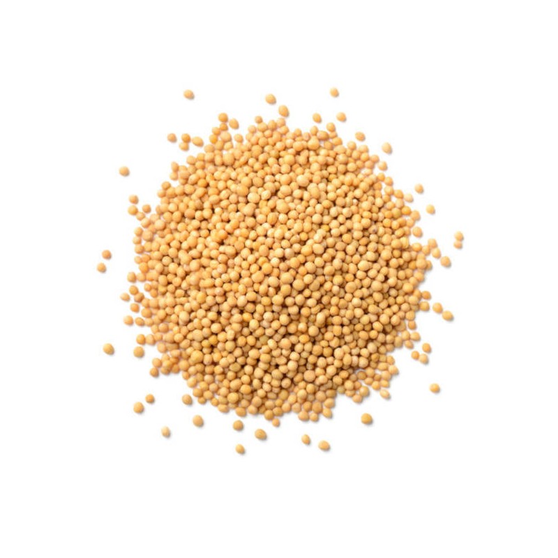 Moutarde jaune graines ENTIERES ** A germer ou cuisiner | 100 g à 900 g